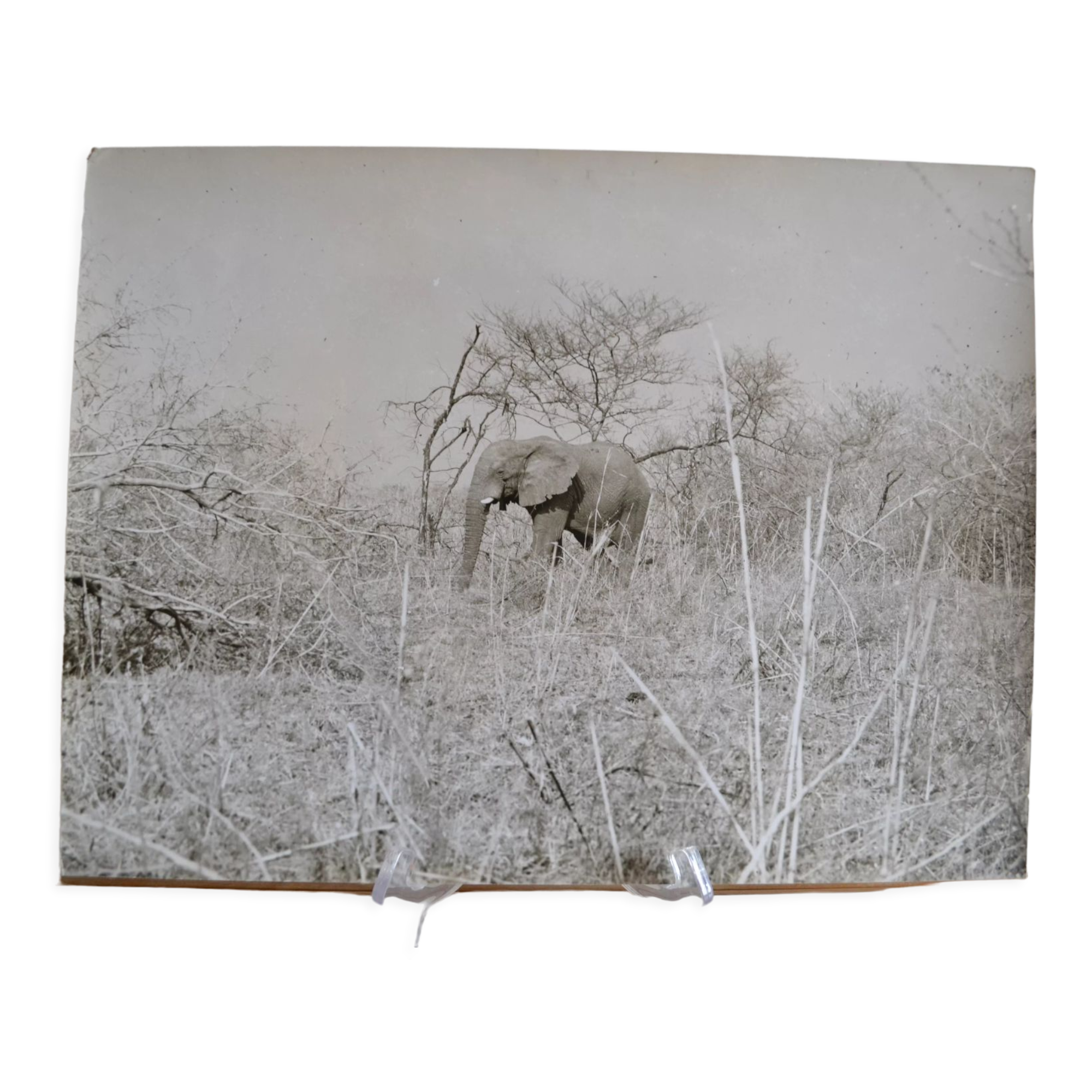 Anonymous silver photo elephant africa circa 1970