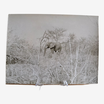 Anonymous silver photo elephant africa circa 1970