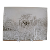 Anonymous silver photo elephant africa circa 1970