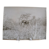 Anonymous silver photo elephant africa circa 1970