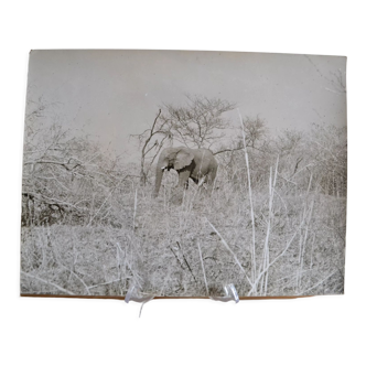 Anonymous silver photo elephant africa circa 1970