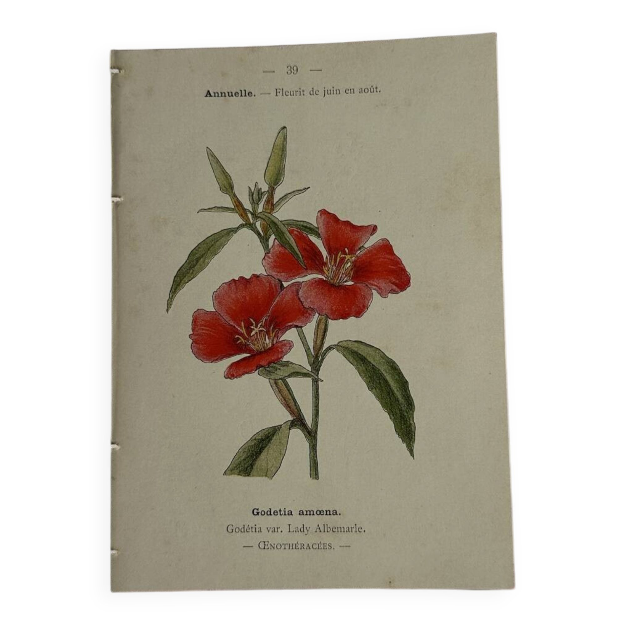 Gravure botanique planche naturaliste fleur Française double face