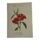 Gravure botanique planche naturaliste fleur Française double face