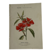 Botanical engraving naturalist plate French flower double-sided
