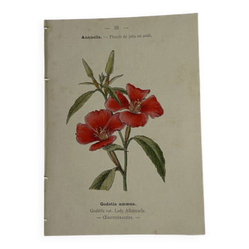 Gravure botanique planche naturaliste fleur Française double face