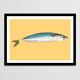 Pastel Mackerel - A4 - sea fish