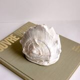 Shellfish