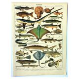 Antique engraving 1897 A. Millot - Fish 2, marine animals