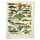 Gravure ancienne 1897 A. Millot - Poissons 2, animaux marins