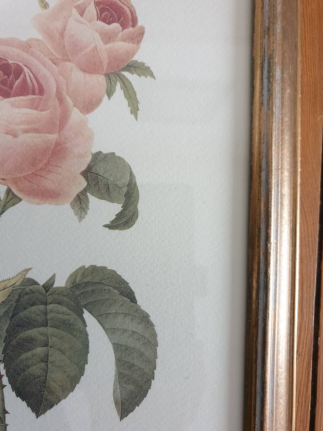 Redouté rose botanical plate framed