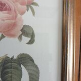 Redouté rose botanical plate framed