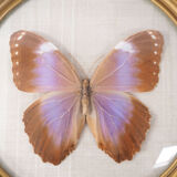 Butterfly frame