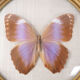 Cadre papillon