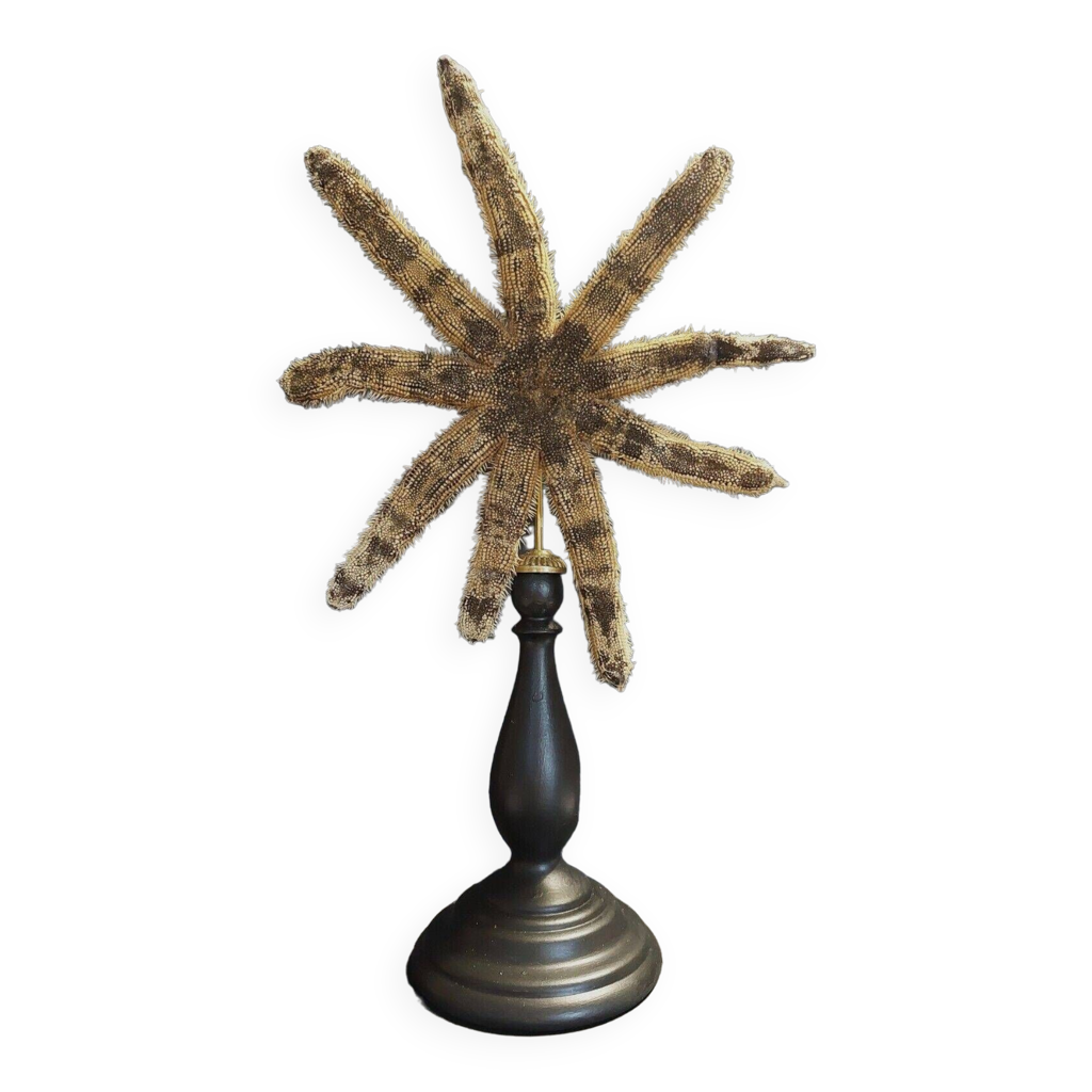 de Curiosités étoile de mer luidia magnifica sur socle Selency
