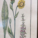 Cadre en bois et herbier ancien