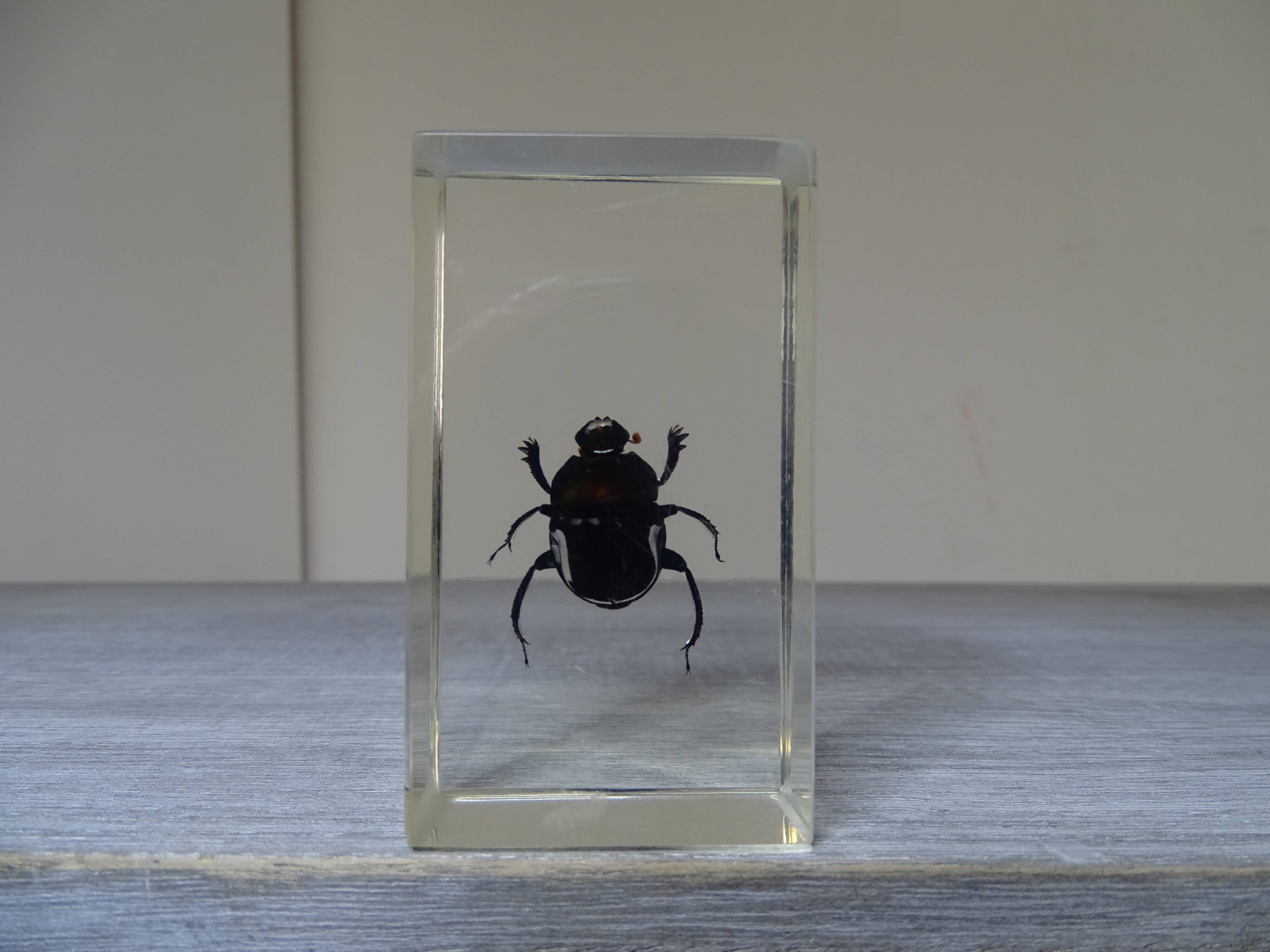 Lot 3 insectes sous inclusions résines vintage