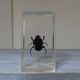 Lot 3 insectes sous inclusions résines vintage