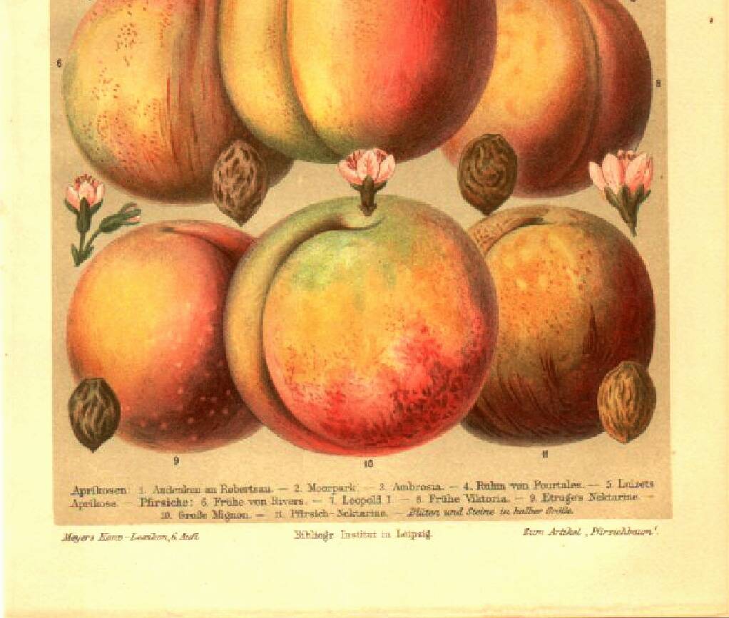 Botanical engraving from 1904 - Peaches and apricots - Orchard fruit plate