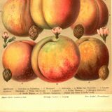 Botanical engraving from 1904 - Peaches and apricots - Orchard fruit plate