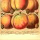 Botanical engraving from 1904 - Peaches and apricots - Orchard fruit plate