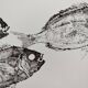 Framed art print, "Print of a school of bream" (gyotaku)