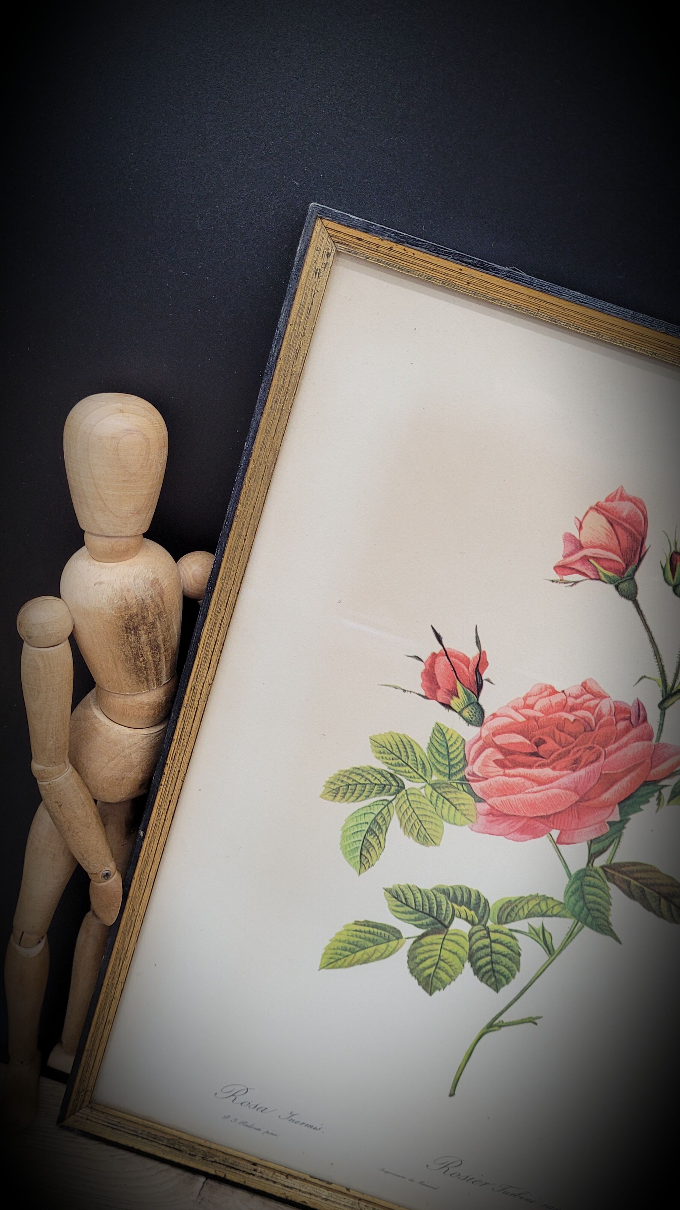 Lithograph Turbiné rose without thorns frame