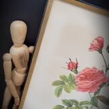 Lithograph Turbiné rose without thorns frame