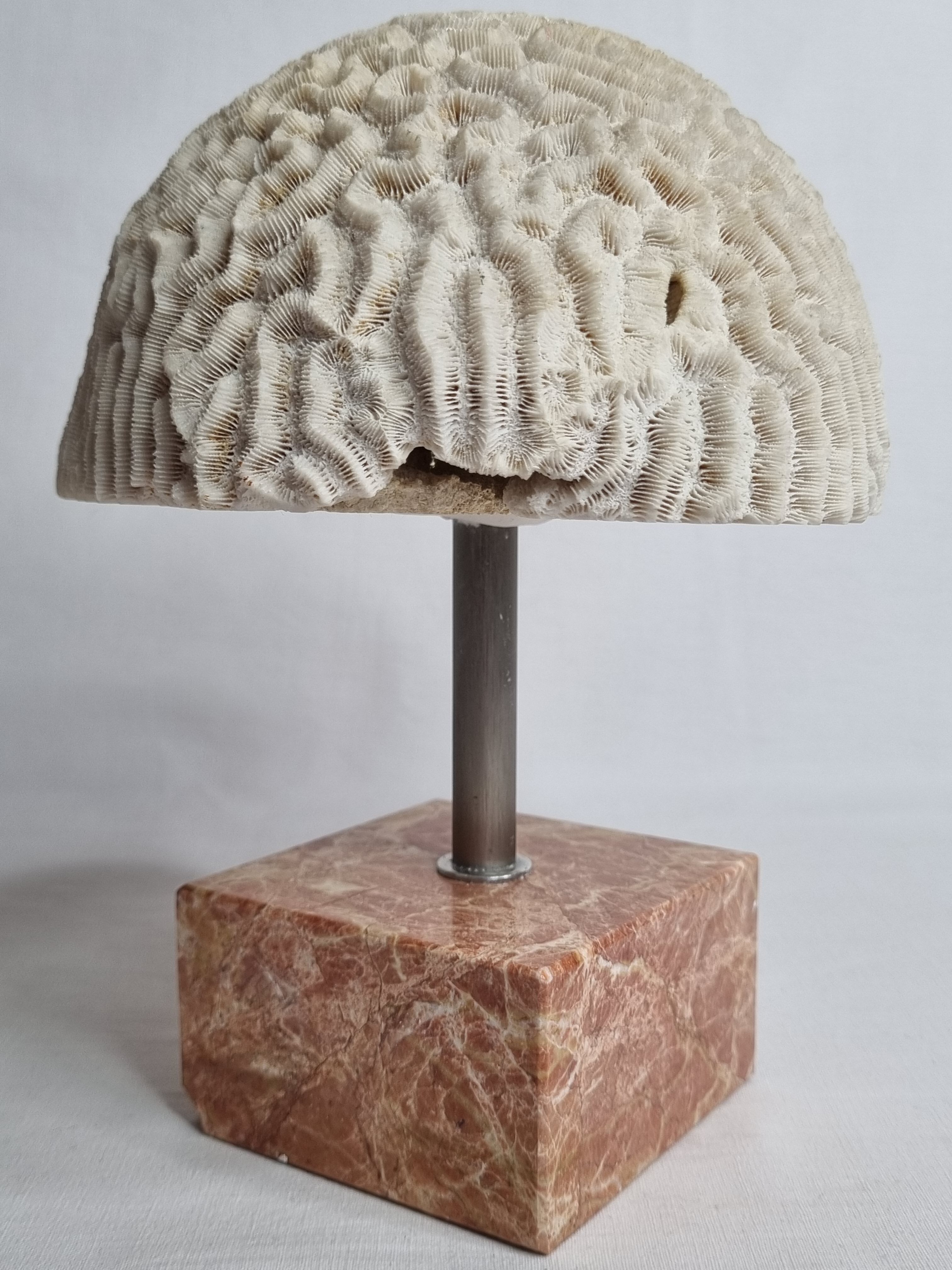 Ancient coral "brain" Diploria labyrinthiformis on base, 19 cm