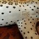 Leopard or cheetah