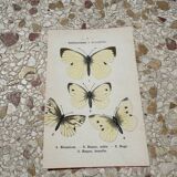 Antique butterfly botanical board engraving 1903 double sided