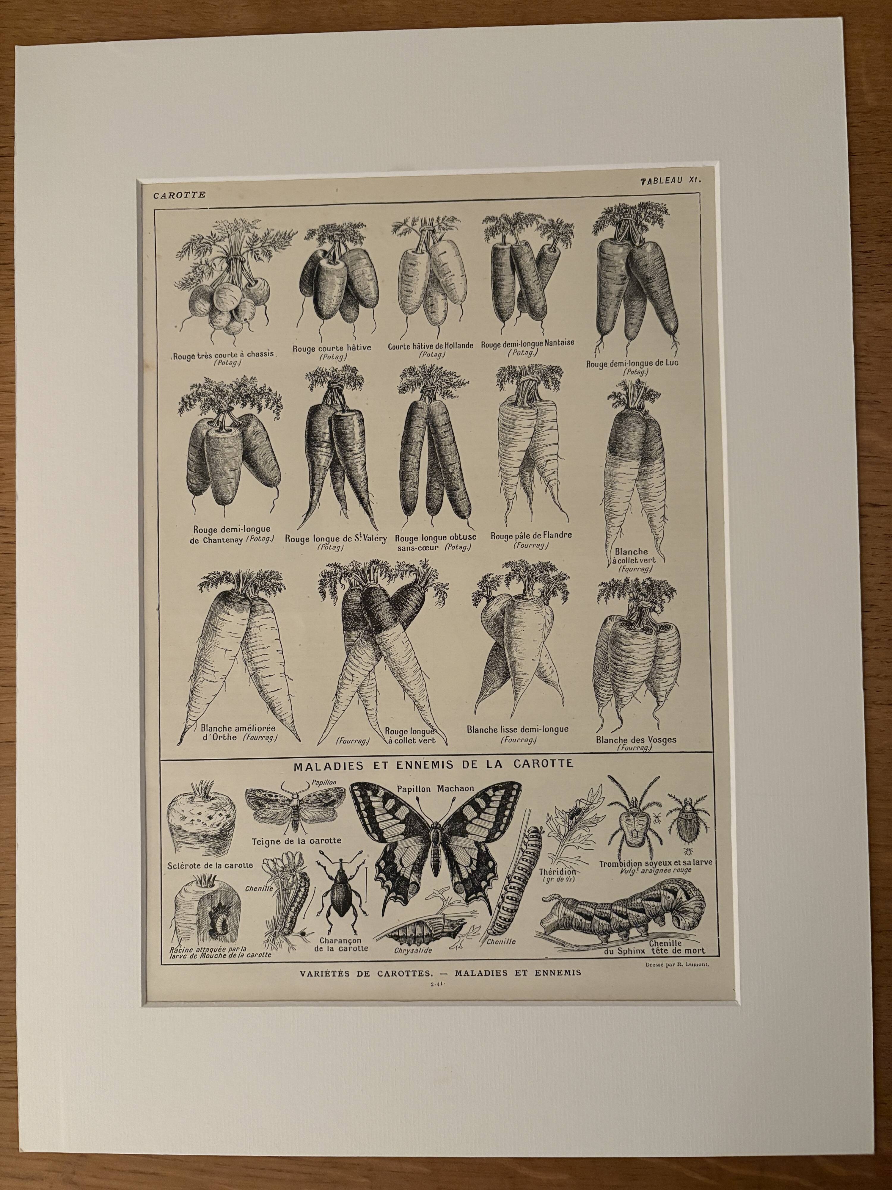 Antique engraving of carrots - 1920