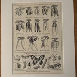 Antique engraving of carrots - 1920