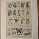 Ancienne gravure sur les carottes - 1920