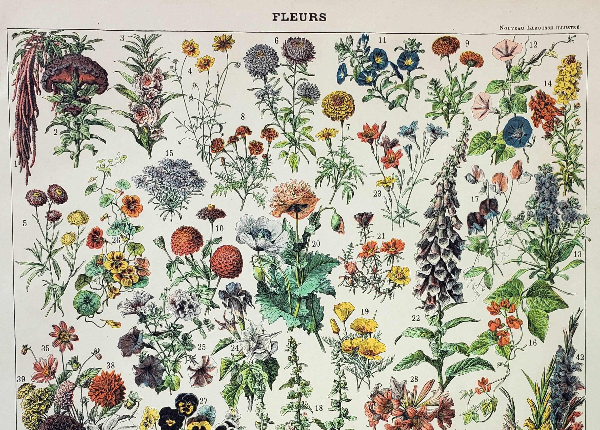 Old engraving 1898, Flowers and plants (annuals), botany • Original and vintage lithograph