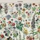 Old engraving 1898, Flowers and plants (annuals), botany • Original and vintage lithograph