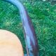 4 vintage school chairs Mullca by Jacques Hitier bleu