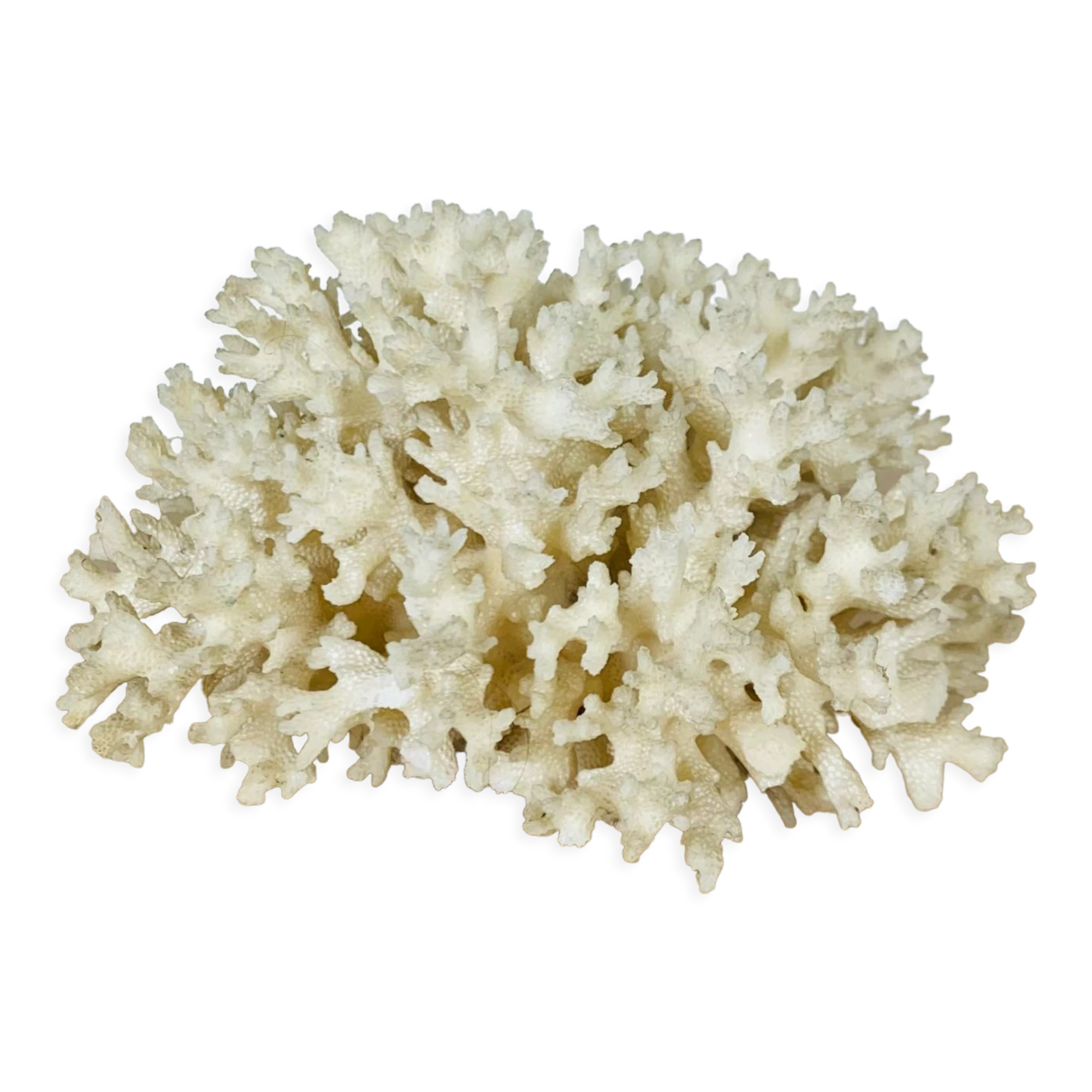 Natural old white coral 15 cm