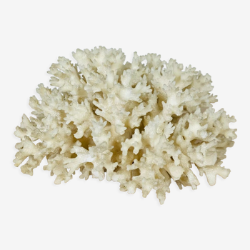Corail blanc ancien naturel 15 cm