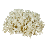 Natural old white coral 15 cm