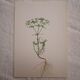 Euphorbia botanical plate