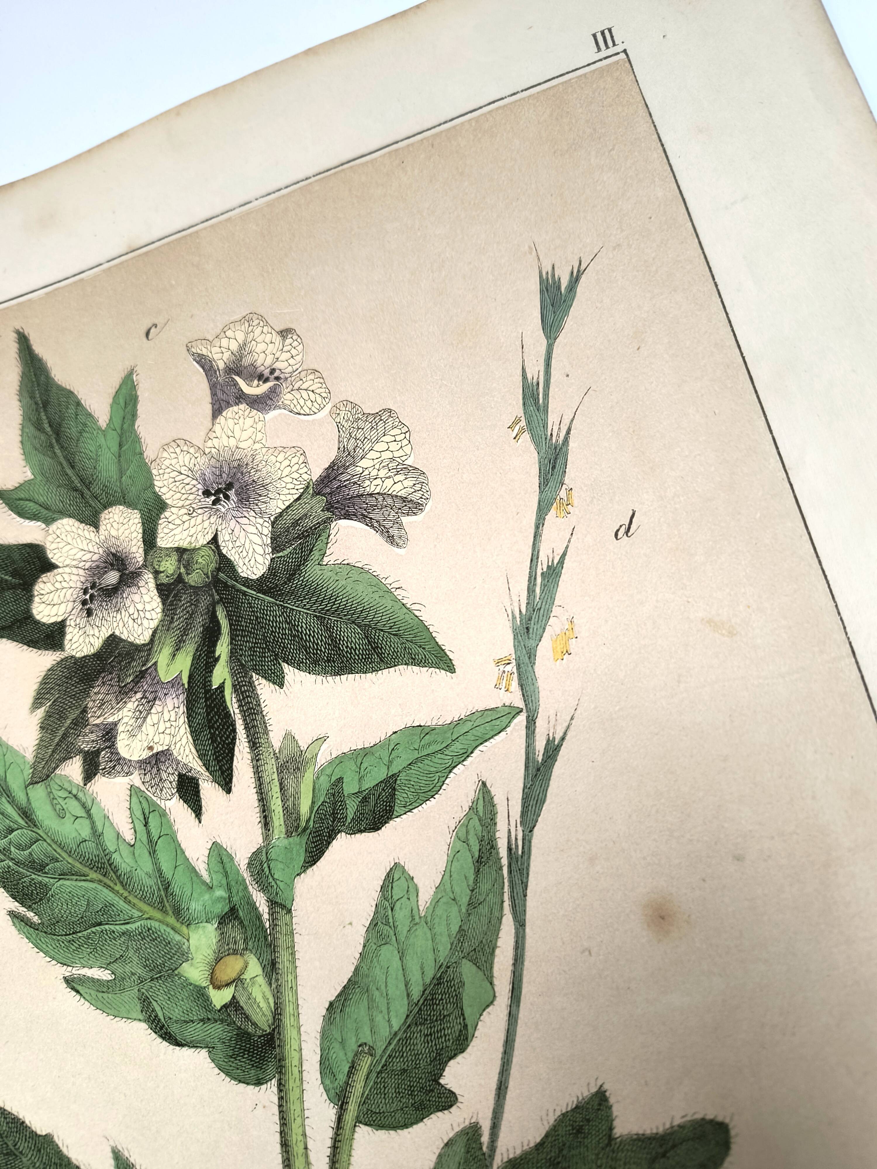 Botanical engraving from 1870 - Poisonous plants, - Lithograph, plate