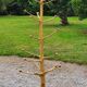 Brutalist coat rack on boxwood stand