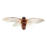 Great inclusion cicada Pomponia