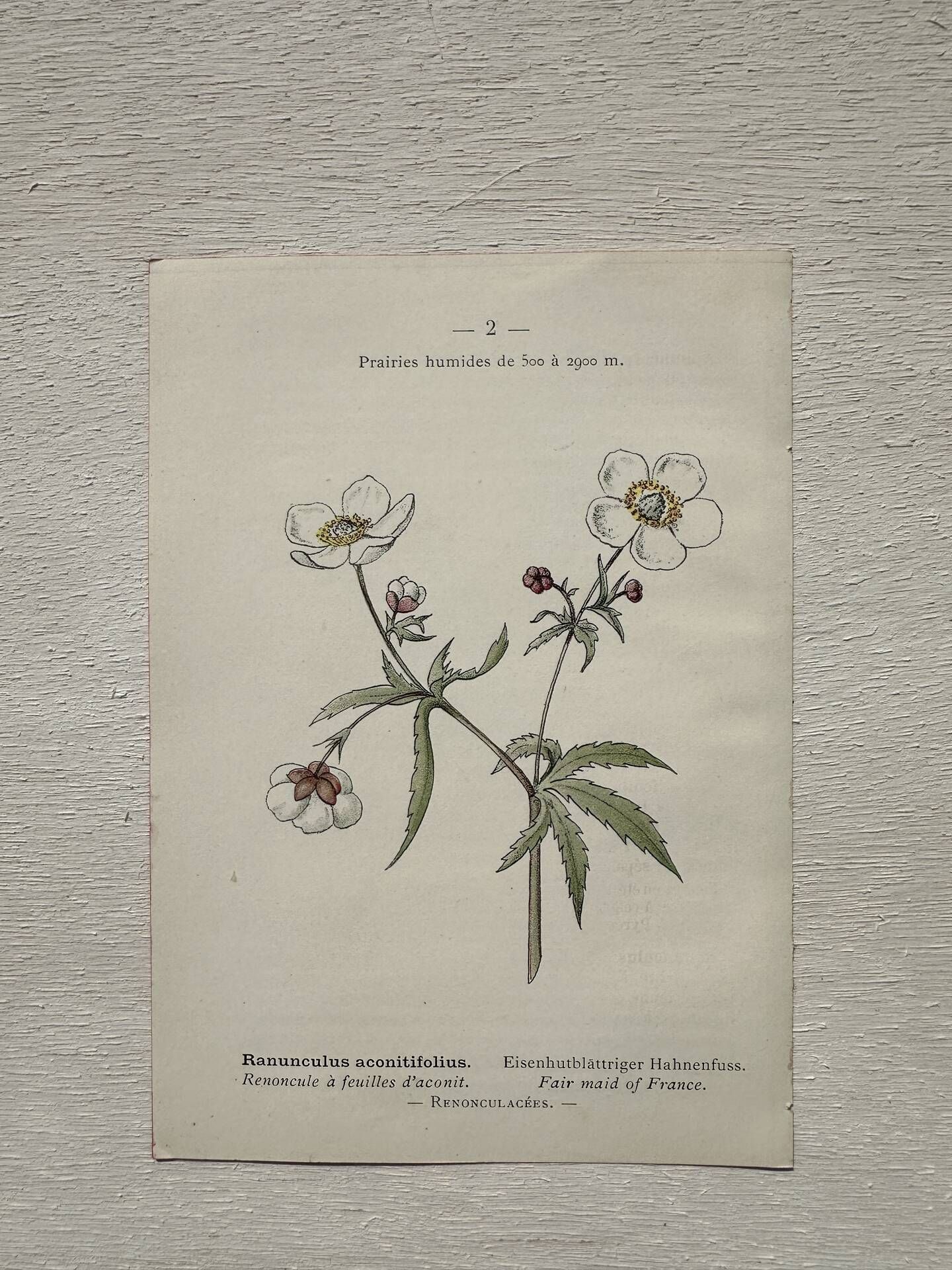 Botanical Plate 1800 Old naturalist engraving 19th century double-sided