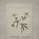 Botanical Plate 1800 Old naturalist engraving 19th century double-sided
