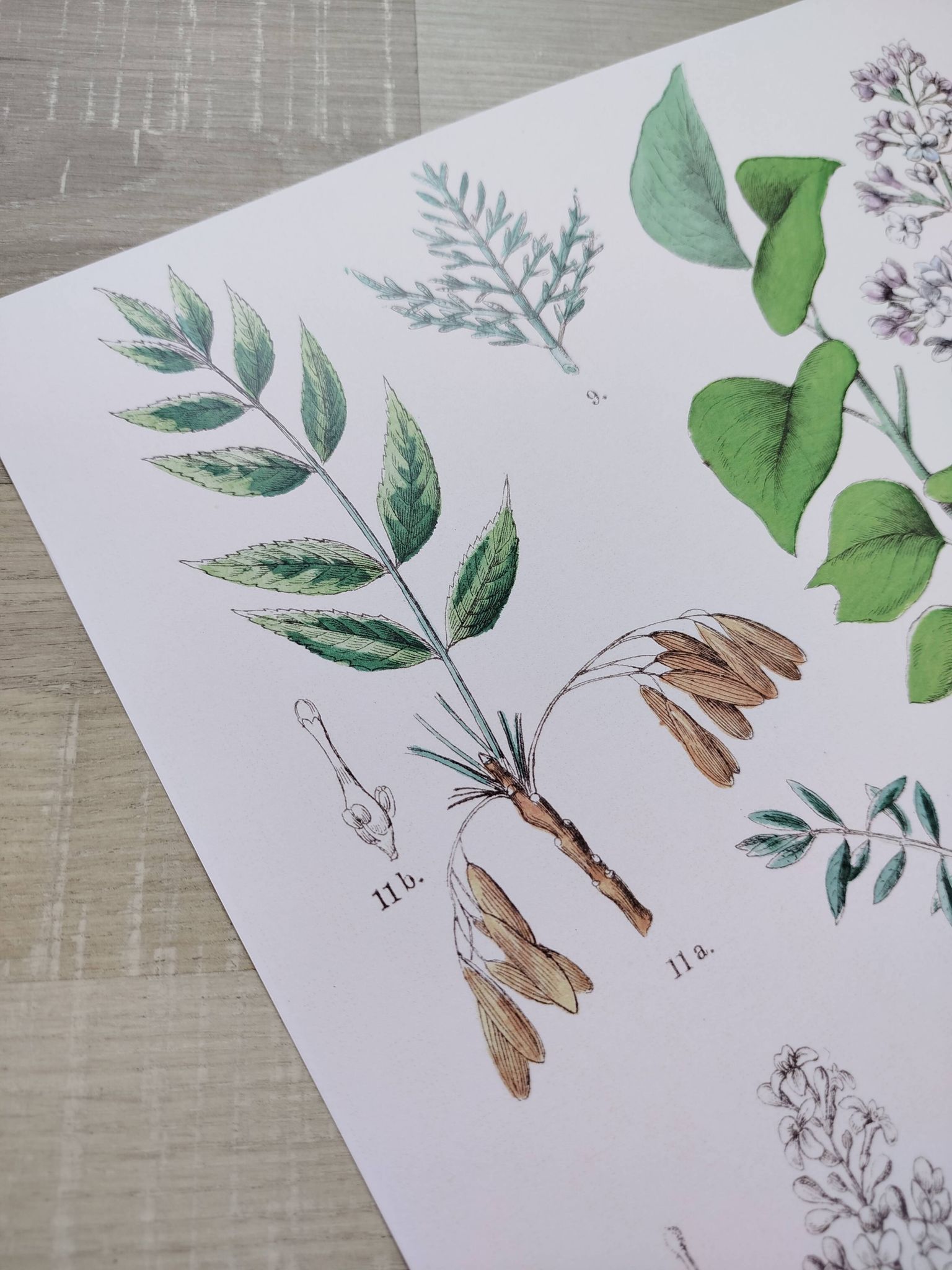 Affiche sur les plantes d'après une gravure de 1881 "salicorne"