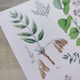 Plant poster based on an 1881 engraving "samphire"