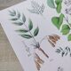 Plant poster based on an 1881 engraving "samphire"