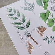 Affiche sur les plantes d'après une gravure de 1881 "salicorne"