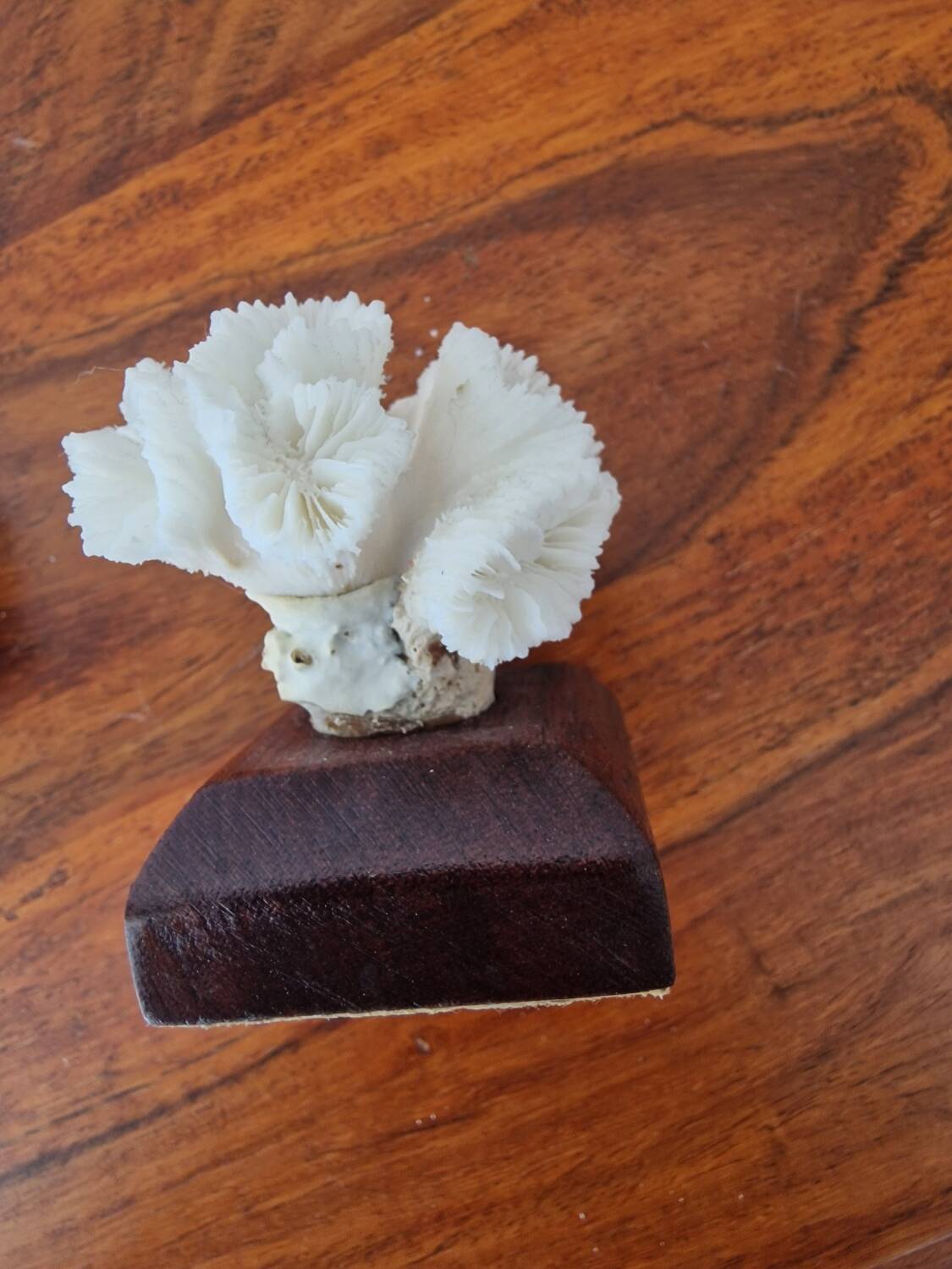 Lot of 5 corals